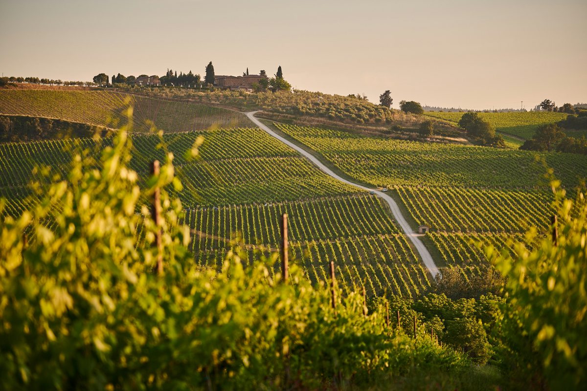 Toskanske vinmarker med cypresser and et klassisk Italian wineslot i solskin